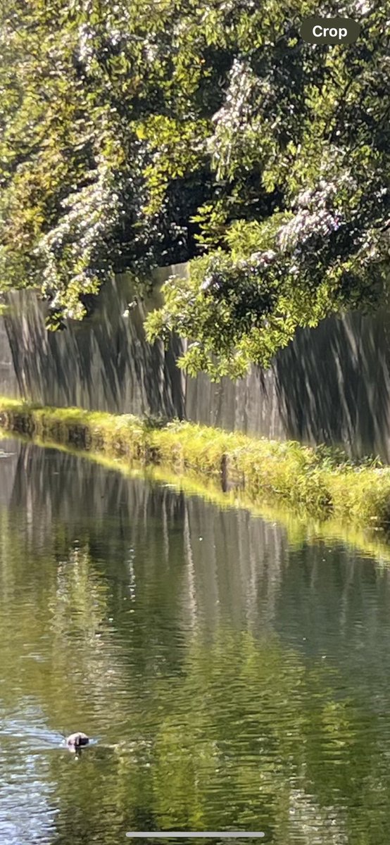 Not content with taking over even more of Finsbury Park, this year @Krankbrother's massive fence runs right along the New River, evicting the Mallards from their home. More evidence, if it were needed, that <a href="/haringeycouncil/">Haringey Council</a> is not fit to run our park <a href="/FinsParkFriends/">Friends of Finsbury Park</a>