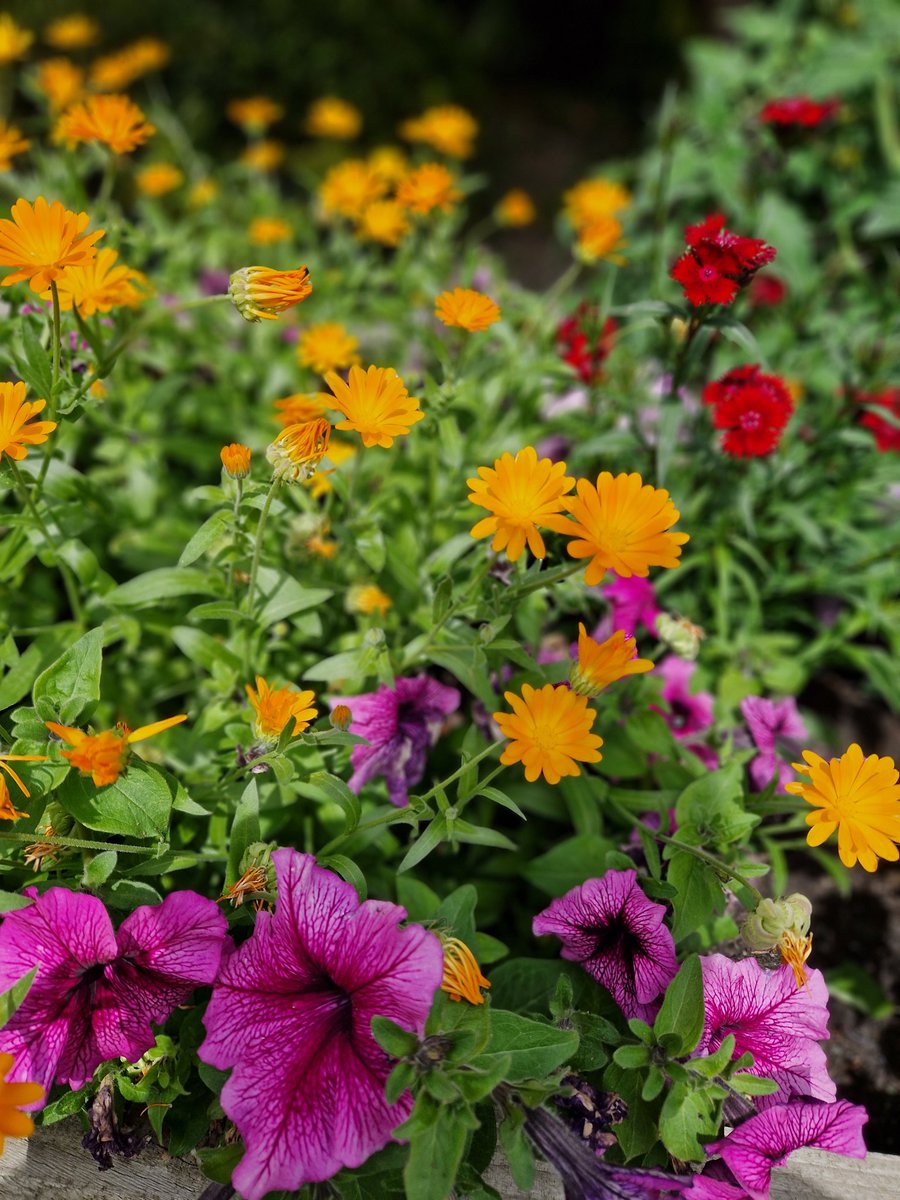 BeechfieldLodge's tweet photo. Some beautiful flowers and colours in our garden this summer ☀️ 🌻🪻🌷
@AnchorLaterLife @RachelDoddSmit2 @Steve_Vessey #sundayvibes https://t.co/Hn71zJXMqx