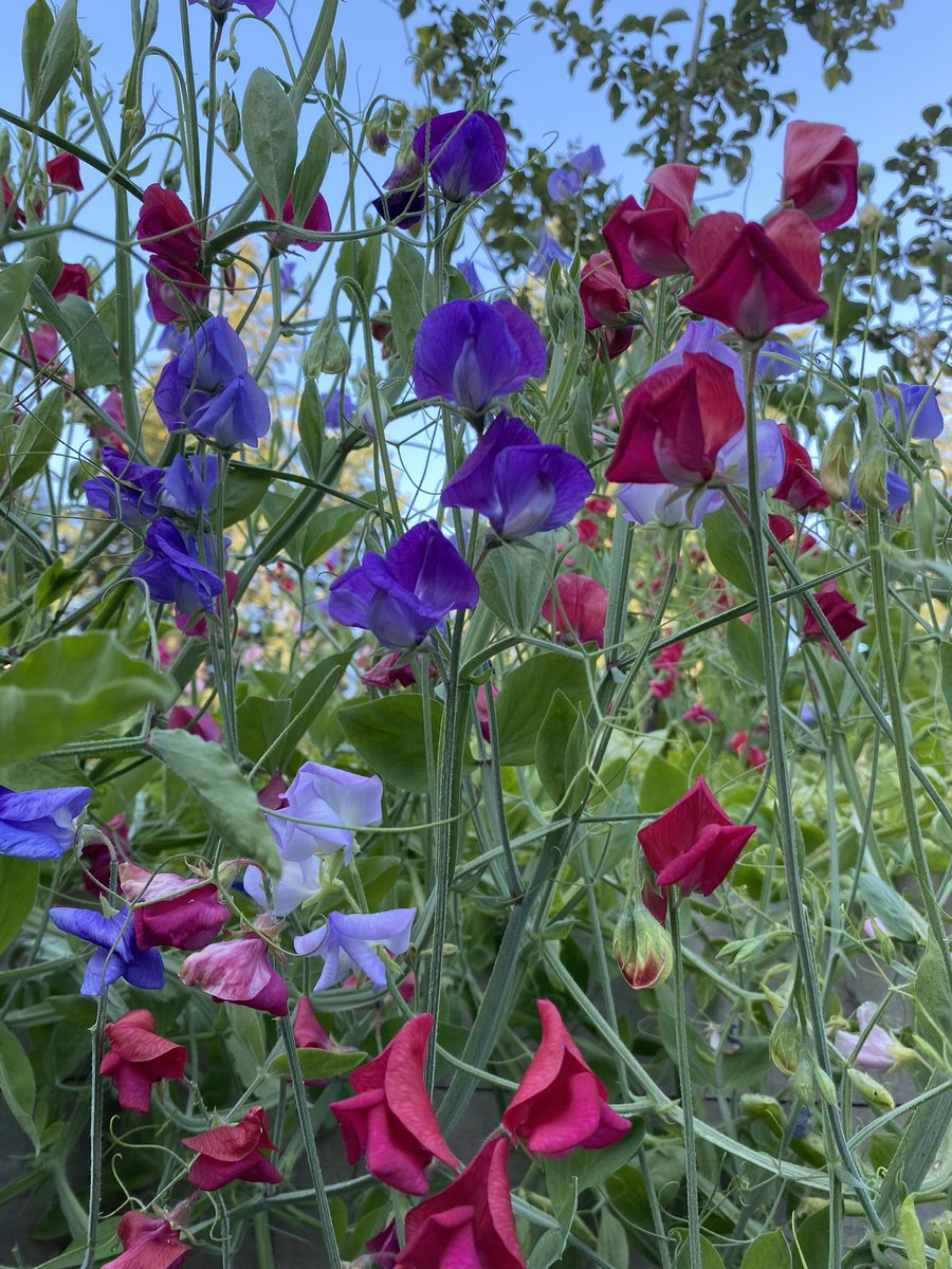 Good morning from the garden… 🤍✨