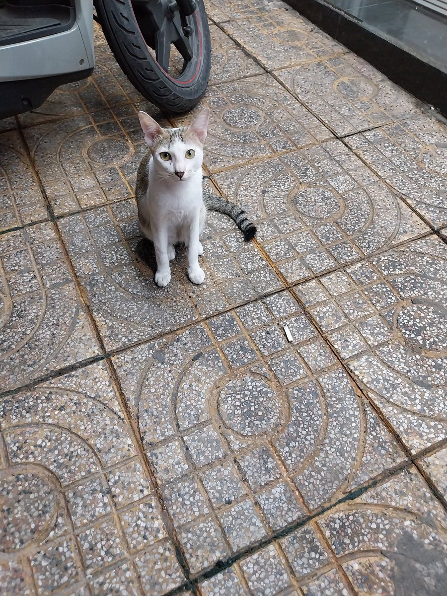 Lunaria94's tweet photo. Meowwwwwww https://t.co/zUJrladSdQ