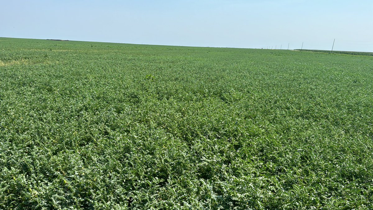 2024 garbs.  New Hope.  Keep the hail away and this might be pretty good.  Knee high on me.