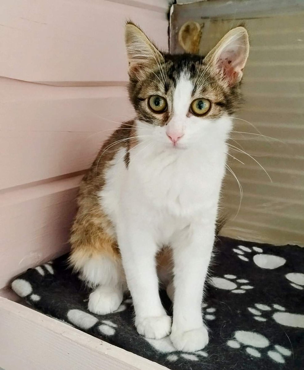 ChatQuiberon's tweet photo. ❤️ À L'ADOPTION ❤️
SOIZIC est une chatonne douce et calme. Elle adore les câlins, c'est une vraie usine à ronrons. Elle est à l'aise dans ses pattounes. 😺
Si vous désirez plus d'informations ou l'adopter 👉 
https://t.co/OjU8XRcoLf
A partager. Merci 😻 https://t.co/wTaleEIxgD