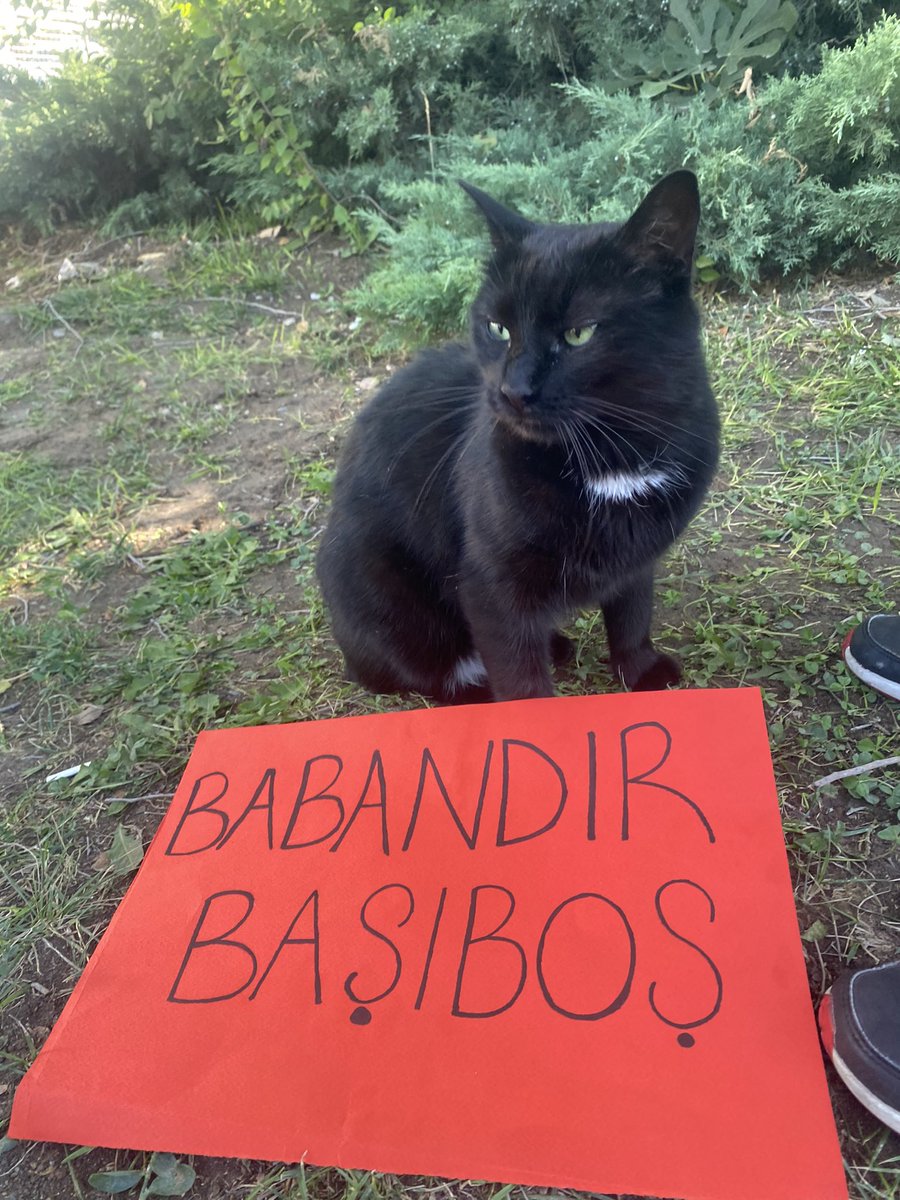 savunmadayız canım.
bugün Anıt Park. #YasayıGeriÇek