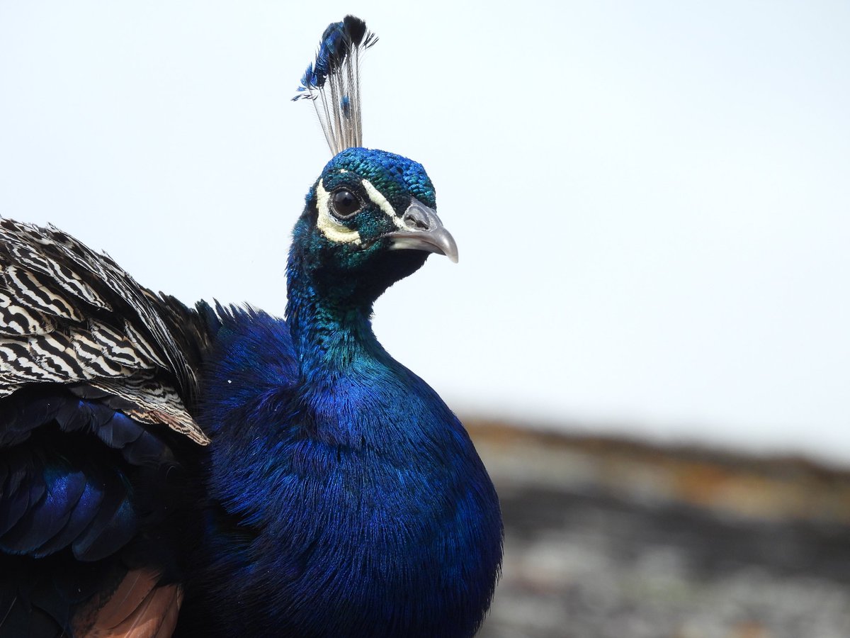sean_ire's tweet photo. It was really cool to see this Peacock on top of a Burger King drive through near Bangor, Wales today.    
@Britnatureguide @_WBRC #BirdsSeenIn2024 #BirdsOfTwitter #photography #birdphotography #birding #TwitterNatureCommunity https://t.co/biGgPuV7oE