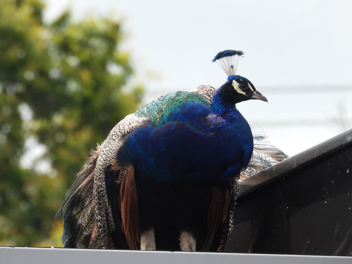 sean_ire's tweet photo. It was really cool to see this Peacock on top of a Burger King drive through near Bangor, Wales today.    
@Britnatureguide @_WBRC #BirdsSeenIn2024 #BirdsOfTwitter #photography #birdphotography #birding #TwitterNatureCommunity https://t.co/biGgPuV7oE