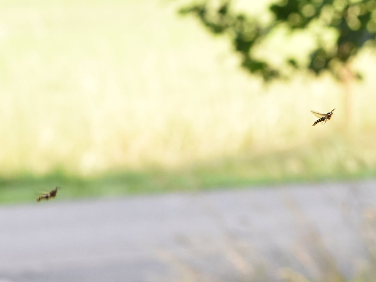 A couple of Raspberry Clearwings to a Yellow-legged lure today, will have to try again for the intended clearwing!

Herts, 28/07/24