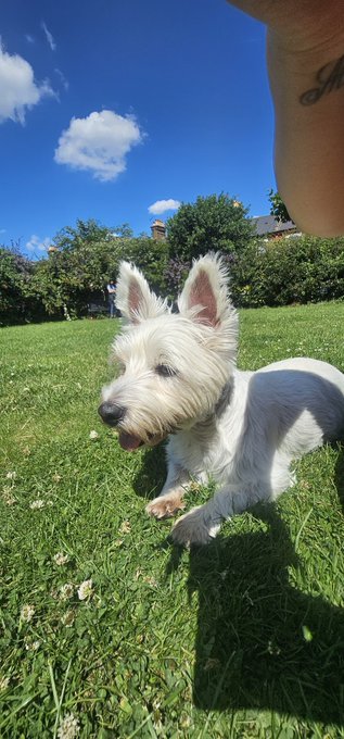 Enjoying the sun with my baby🐶   Hope you all had a beautiful weekend 😘 💕 @Klaradevine10 https://t.c<a href="/tag/mvsales"class="tags"><span>#mvsales</span></a>