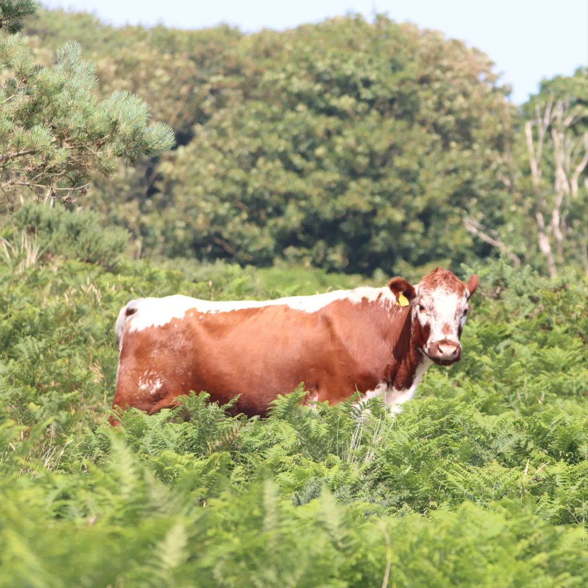joemcneillphoto's tweet photo. A Small Heath (very plentiful at Murlough), some Meadow Brown shots (the most common on The Big Butterfly Count) and the cattle that freely graze the Nature Reserve

#smallheath #brushfootedbutterfly #meadowbrown #butterfly #thebigbutterflycount #cattle #conservation https://t.co/nwNAb2AaCv