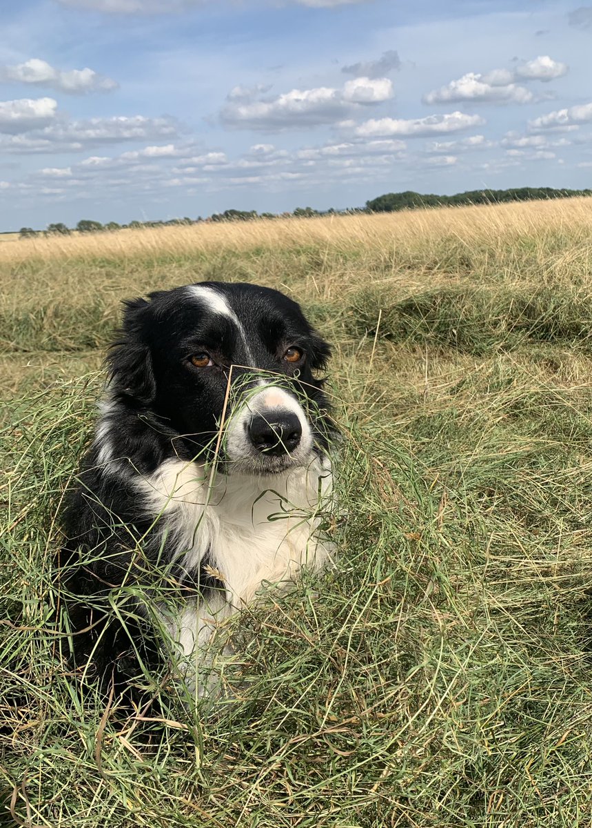 Ted’s becoming annoyed by the tedding the hay joke every summer. I’m not though