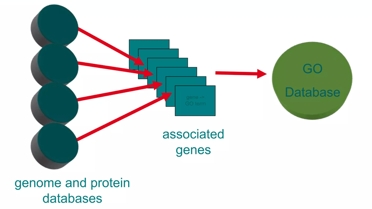 GO annotations are associations between gene products and GO terms. These come with evidence codes indicating the basis for the association, such as experimental evidence, computational prediction, or expert curation of scientific literature.