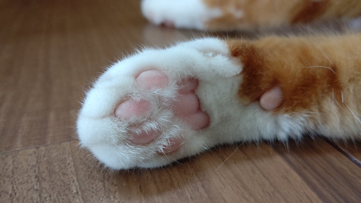 こっちの肉球も触らずにはいられない