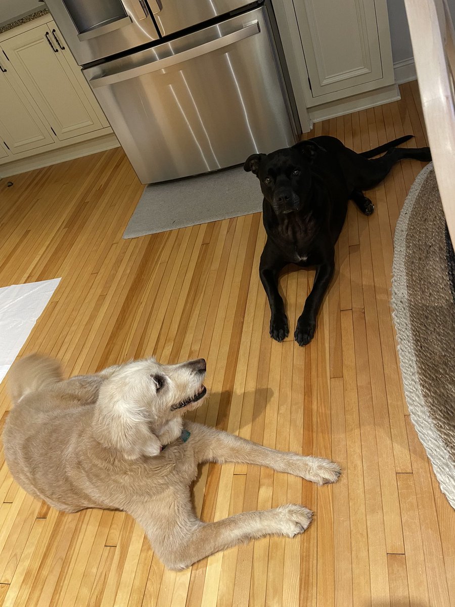 GovTimWalz's tweet image. Scout had his cousin, Tippy, over for a sleepover. Might need to go to the dog park for a swim this morning.