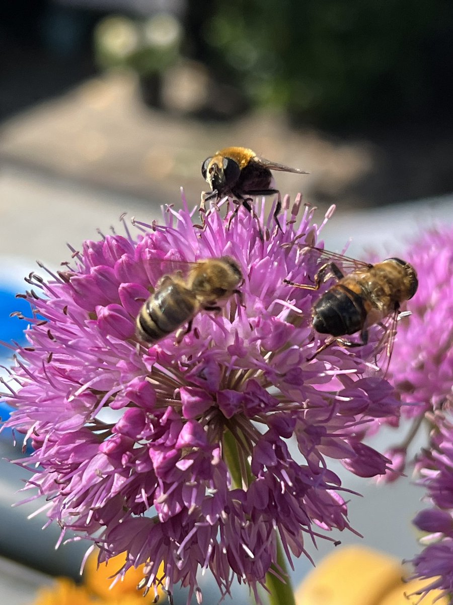 Volwassen worden uit zich bij mij in blij worden van bloemetjes, plantjes en bijtjes op het balkon.