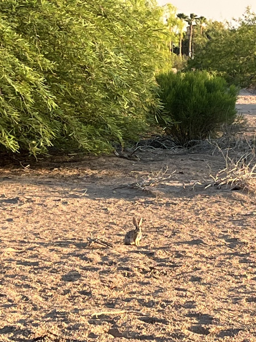 Rabbits, quails, Hummingbirds, Dragonflies - beautiful way to start the day at Sunset Park in Clark County, NV! <a href="/MKNVspeaks/">Marilyn Kirkpatrick</a> <a href="/tsegerblom/">Tick Segerblom</a> <a href="/CommishMcCurdy/">Commissioner William McCurdy II</a> <a href="/JustinJonesNV/">Justin Jones (Archived)</a> <a href="/rossjmiller/">Ross Miller</a> <a href="/sbilbray/">Shannon Bilbray-Axelrod</a>