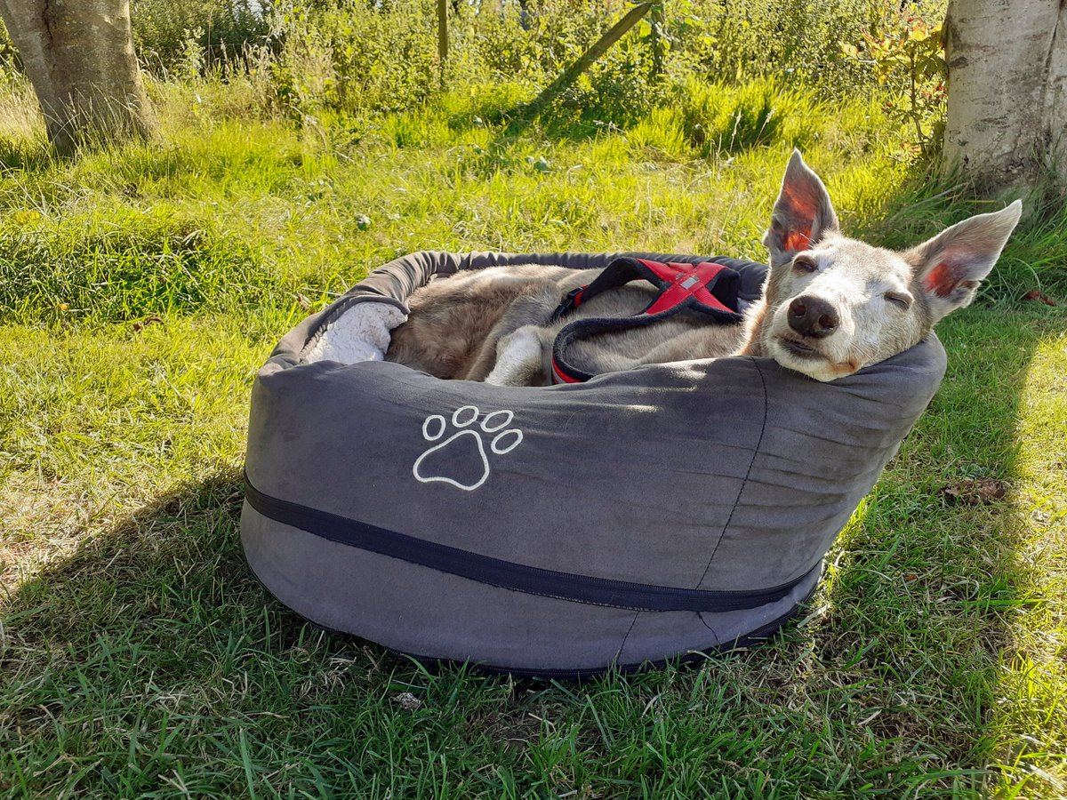 Now this is ideal, post lunch, pre dinner snoozing....
