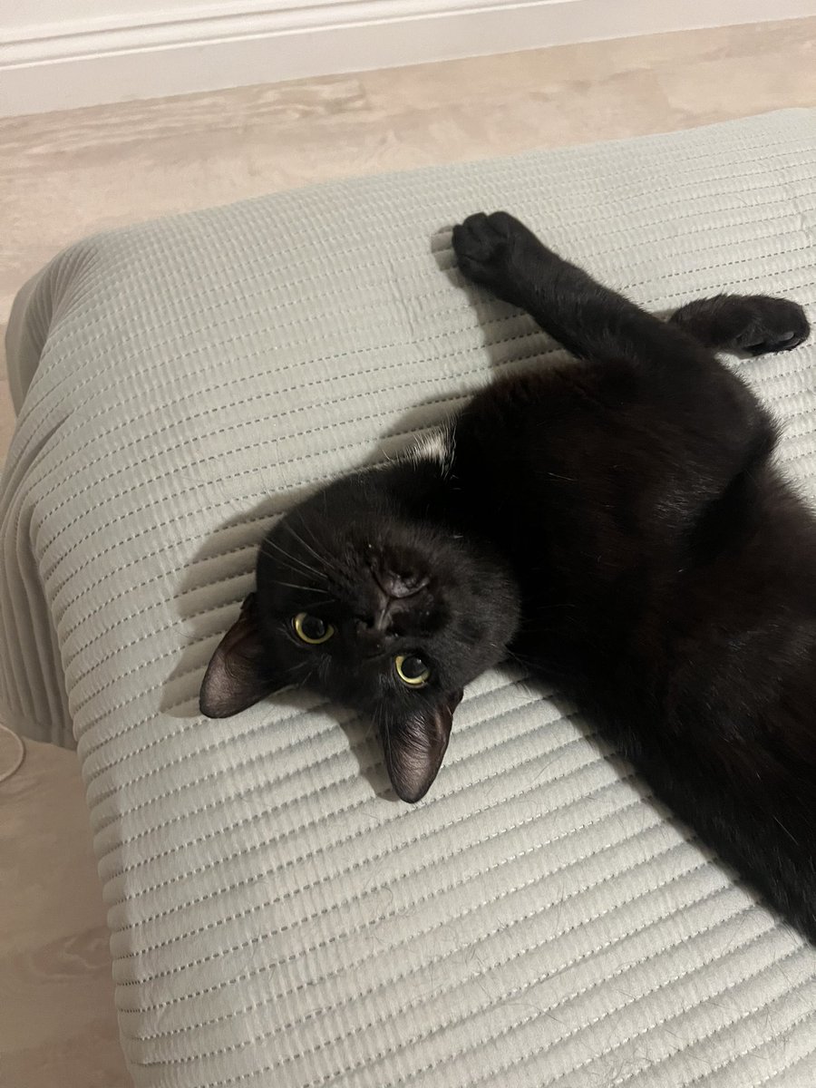 Shadow is very friendly male black cat. He has a lot of energy as a kitten so he loves to play, but he also loves attention and to sit on your lap when you’re watching TV/are in bed. 

He loves to be stroked and is a proper lap cat 🐈‍⬛ 

More info: felinefriendslondon.uk/adoption/shadow