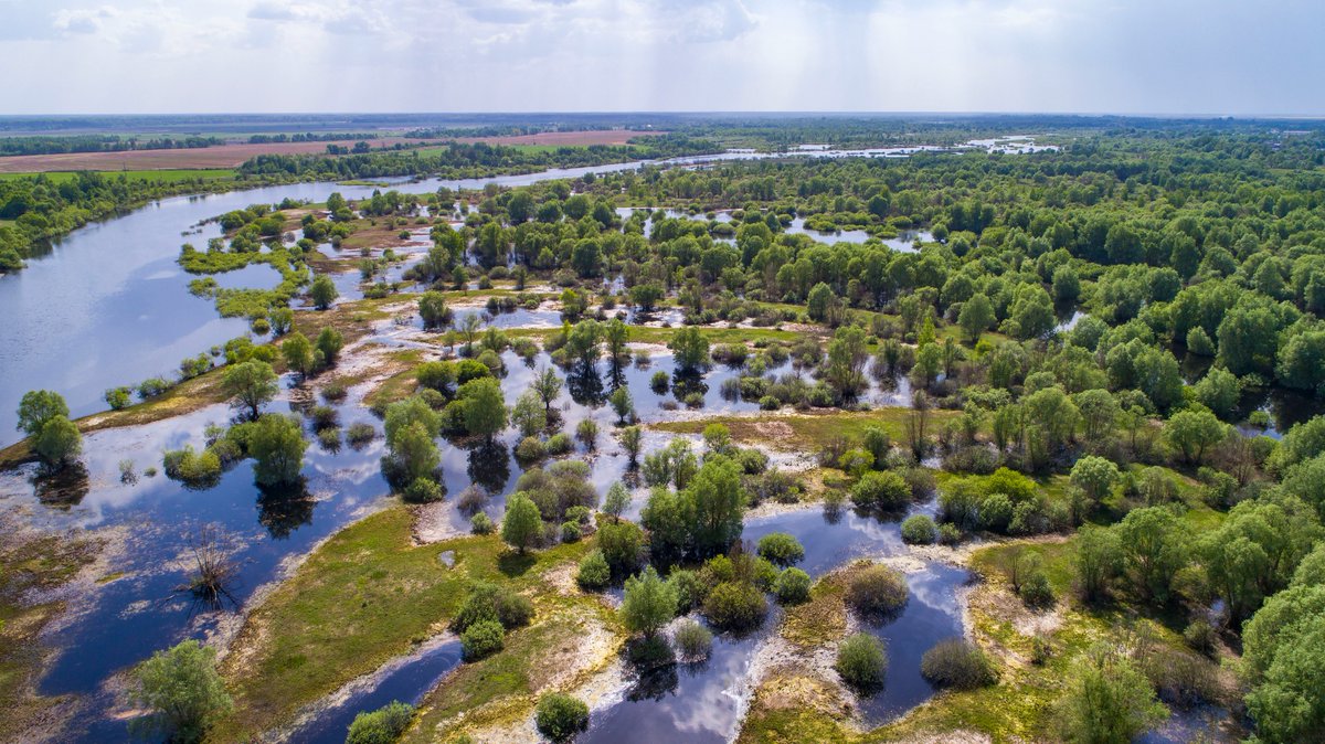 savePolesia's tweet photo. The pristine rivers of #Polesia are vital for migratory birds, supporting over 250 species each year. Disrupting this habitat is not an option.
#stop_E40 #SavePolesia #WorldNatureConservationDay
📷Daniel Rosengren/FZS https://t.co/pSiLh0ASx0