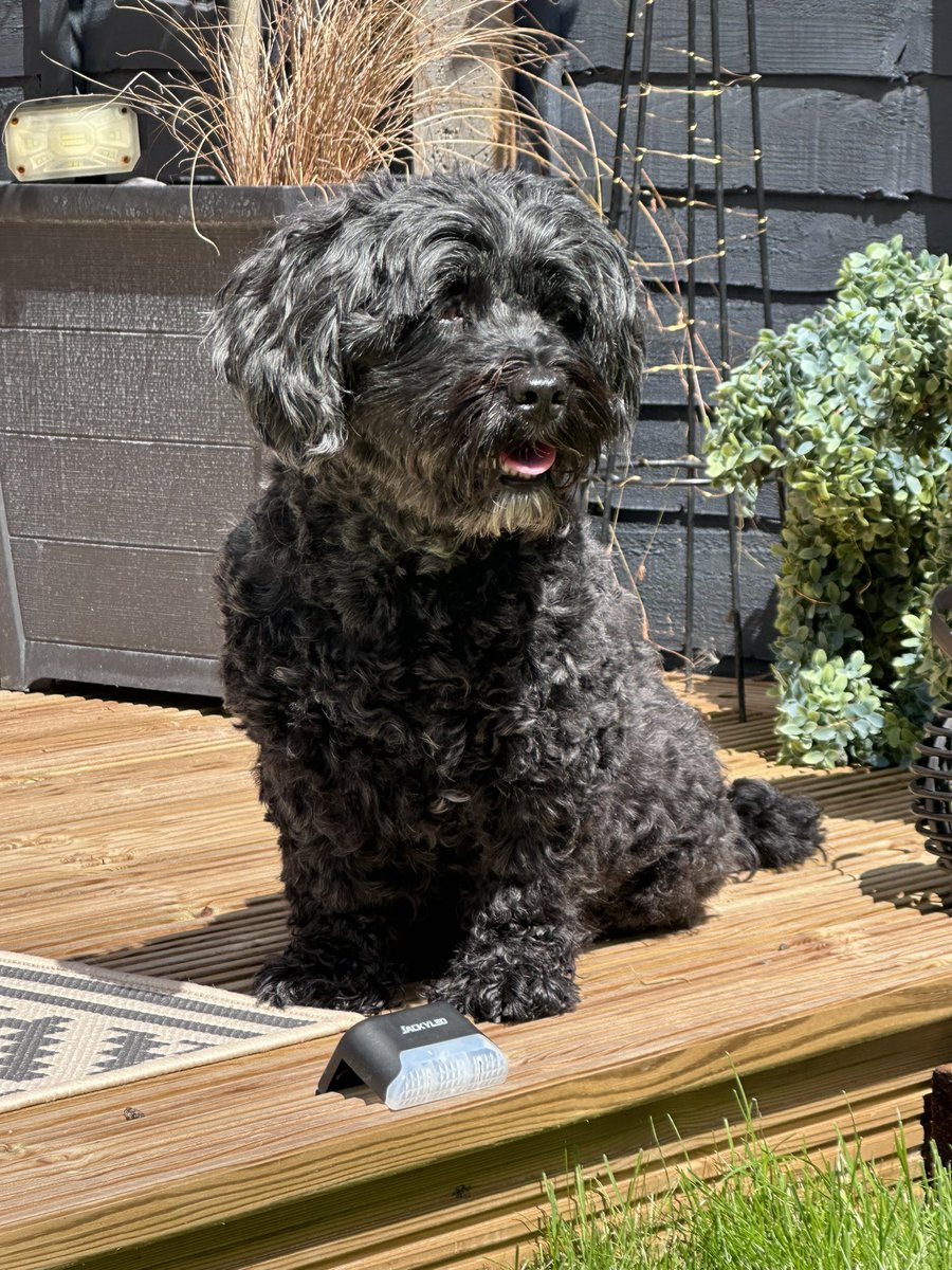 ✨ Jay 🇨🇦+ Lucy🐕‍🦺 + Lord Braxton-Paevey 🐰✨ tweet media