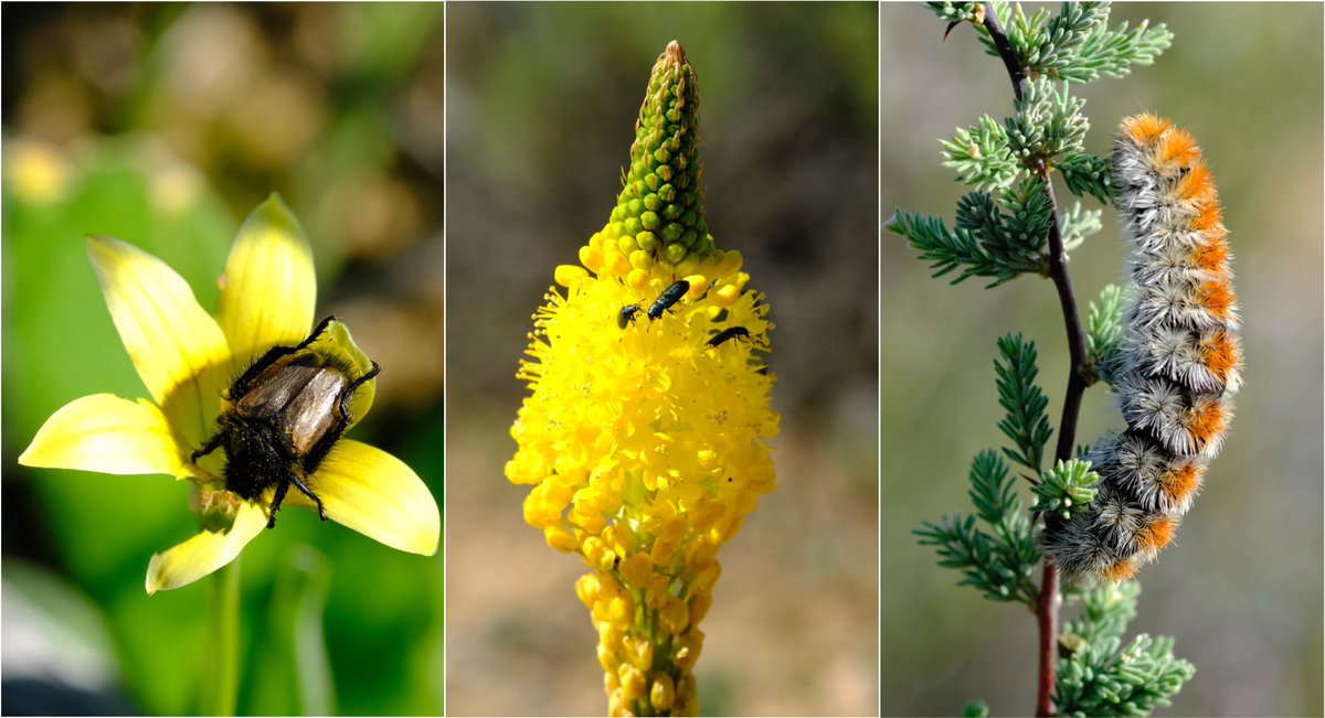 acdblab's tweet photo. Happy World Conservation Day from the African Centre for DNA Barcoding! We're all about cataloguing Africa's amazing plant &amp; animal diversity with DNA barcoding. You can only conserve what you know! 🦁🌿#ConservationDay https://t.co/mt7pKmVVV2