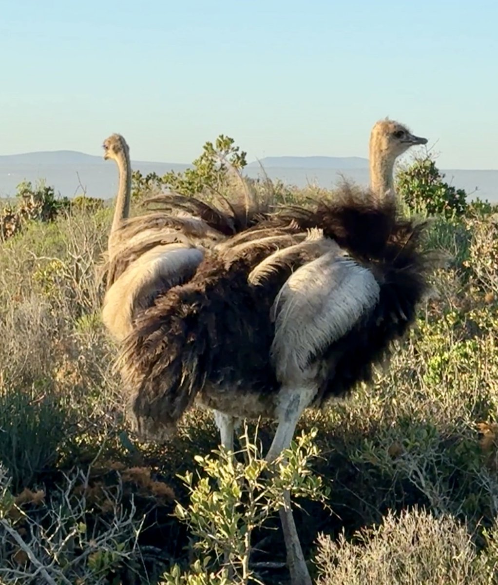 SpringfonteinE's tweet image. Ostriches at Springfontein: Majestic and unique. Did you know their powerful legs can help them run up to 70 km/h? Read our latest blog to learn more about these magnificent birds. 🕊️

Link to blog: l8r.it/2H1W

#SpringfonteinEstate #Ostrich #BlogPost #Wildlife