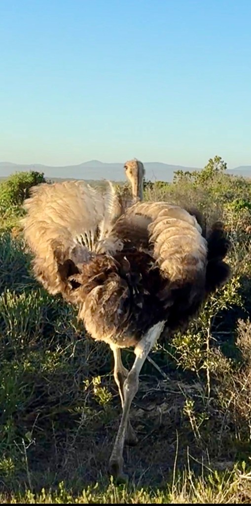 SpringfonteinE's tweet image. Ostriches at Springfontein: Majestic and unique. Did you know their powerful legs can help them run up to 70 km/h? Read our latest blog to learn more about these magnificent birds. 🕊️

Link to blog: l8r.it/2H1W

#SpringfonteinEstate #Ostrich #BlogPost #Wildlife