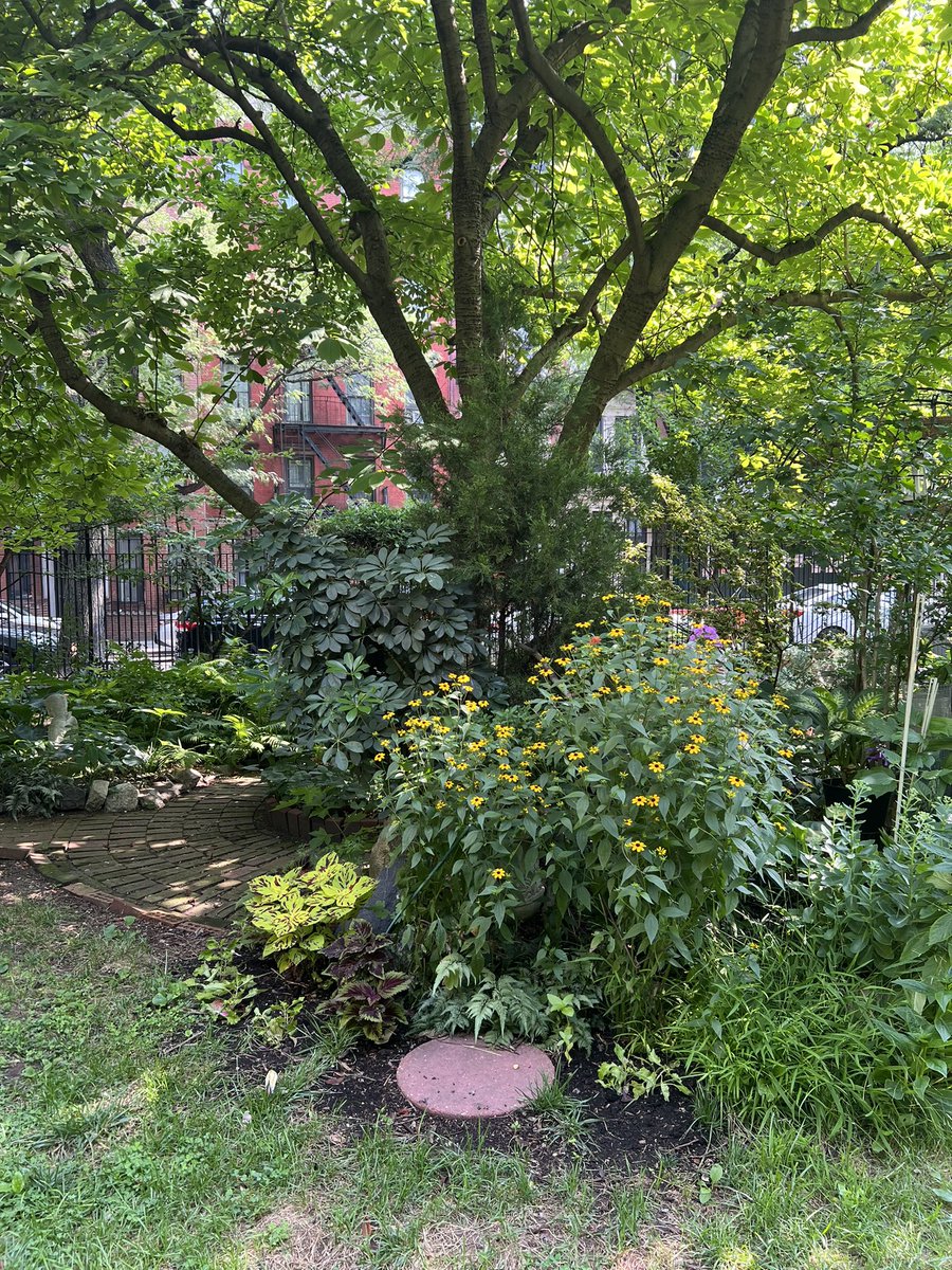 Community Garden. #garden #nyc #summer #naturephotography #beauty