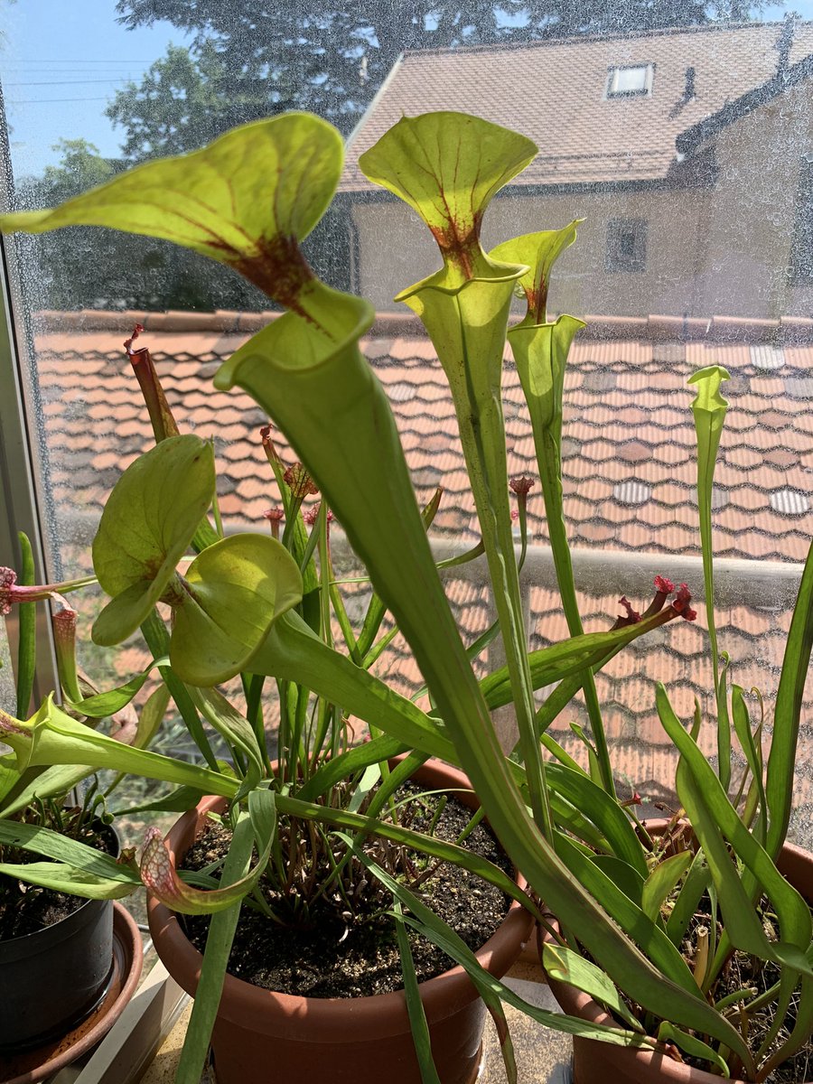 George Ryan (@george_j_ryan) on Twitter photo Fantastic collection of carnivorous plants at Musee & Jardin Botanique in Lausanne, Switzerland. <a href="/BotanyRNG/">Alastair Culham</a> . Fantastic collection of carnivorous plants at Musee & Jardin Botanique in Lausanne, Switzerland. <a href="/BotanyRNG/">Alastair Culham</a> .