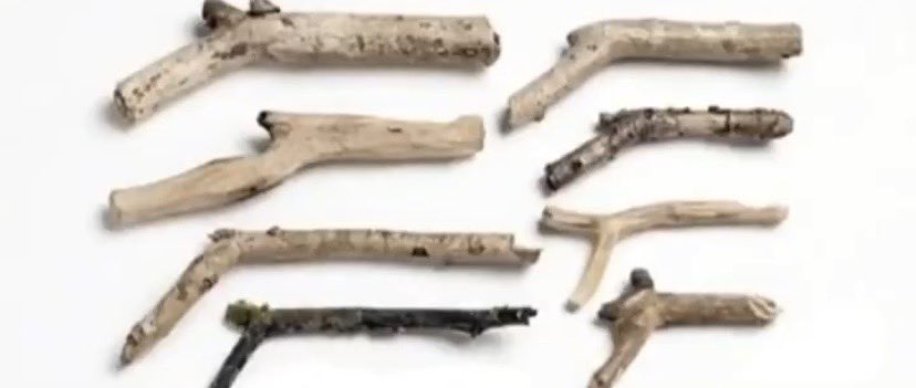 🦣Tanimal tweet media