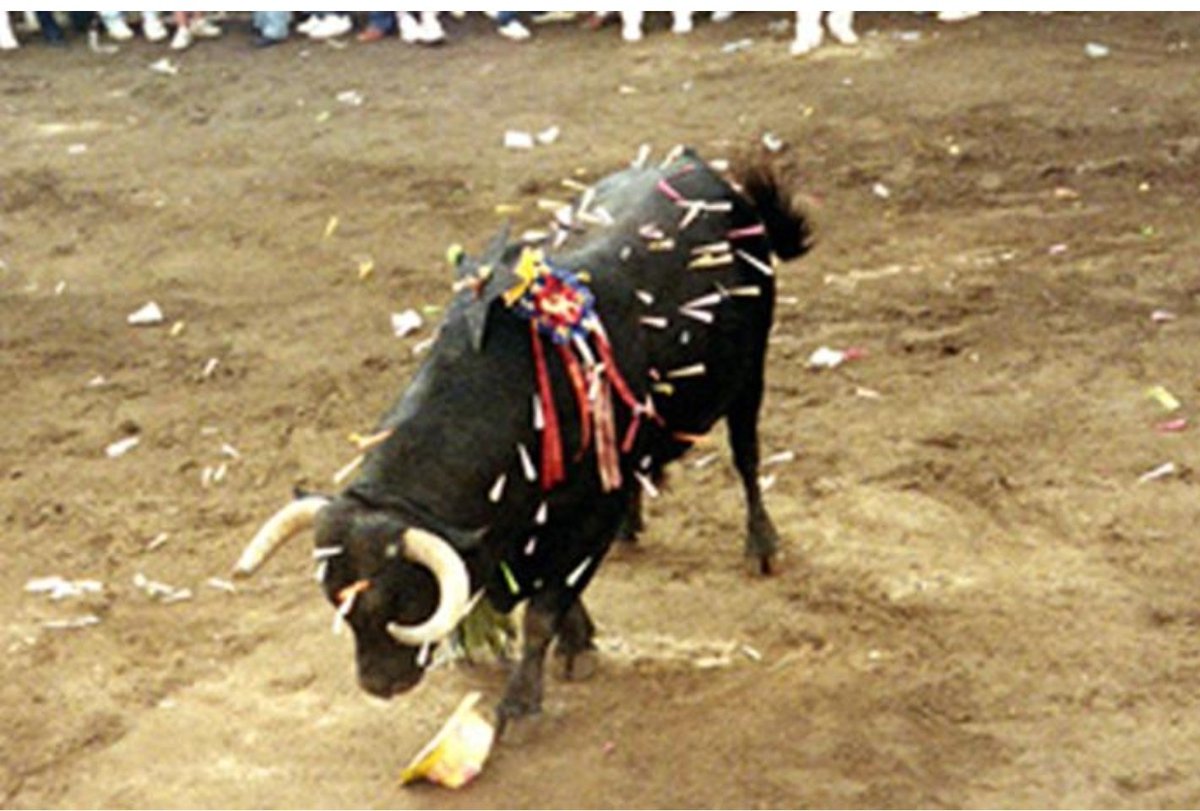 muzeriqui's tweet photo. De verdad os parece bien que esto es divertido y que forma parte de las tradiciones....pa mí es una miserable canallada de las gordas..ni sé donde es ni me importa..lo que se es que es una salvajada... https://t.co/fCcz7xxp0D
