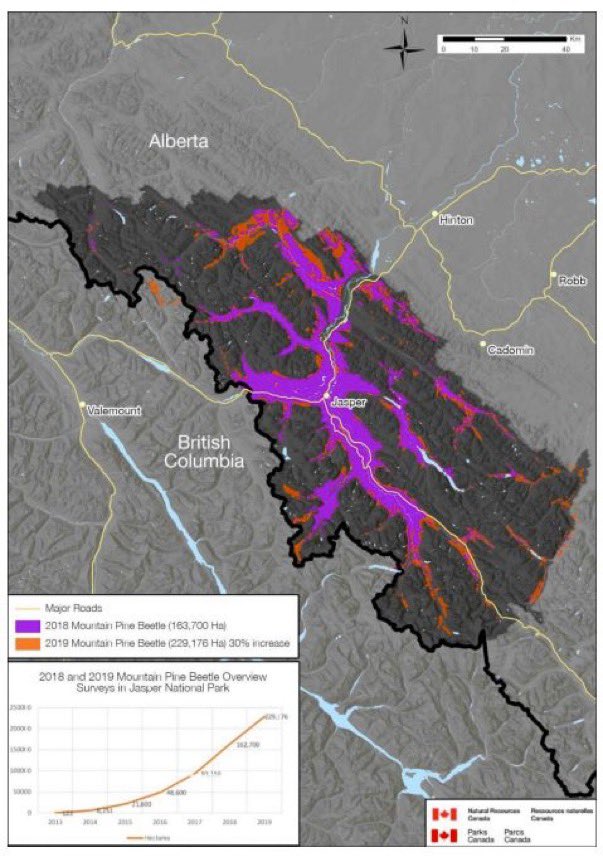 KnightLegg's tweet photo. Release the Jasper fire prep files

Parks Canada needs to release all departmental notes and emails on the fire plan for Jasper the past seven years since the pine beetle dead tree crisis in 2017. 

Because climate change didn’t leave acres of dead trees next to a beautiful mountain town for seven years.  The government did.   

The Jasper fire was going to happen.  

The parks all have routine fires and it’s part of nature. What isn’t supposed to happen is that we lose a mountain town a federal bureaucracy is tasked to protect. 

You can’t say “climate” as an excuse for managerial incompetence anymore just because you’re in the federal environmental bureaucracy.

Release the files.

Or resign. 

Parks CEO Ron Hallman @CEO_PC_DGA 
Minister Steven Guilbeault @s_guilbeault