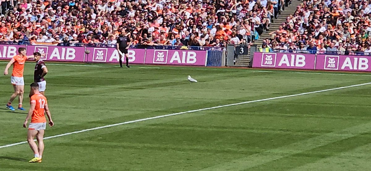 lthugh's tweet photo. This seagull has now been on the pitch for longer than Rob Finnerty. #gaa #AllIre https://t.co/6WyqlyyghD