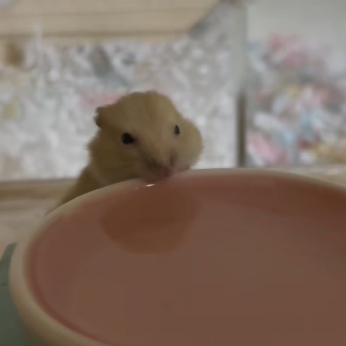 aeng_hamster's tweet photo. 물 편히 먹으라고 낮은 그릇으로 바꿔줬더니…😂 https://t.co/juRQ9cu5Xw