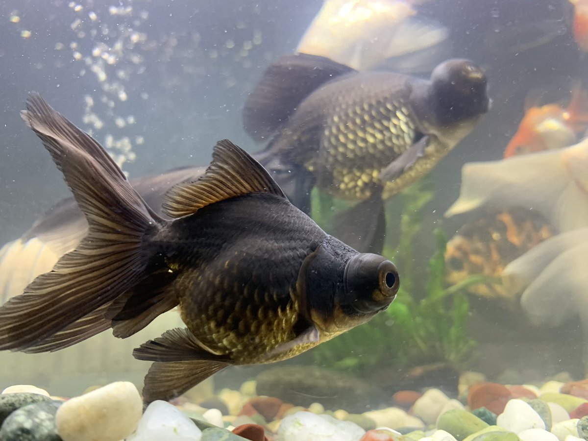 goldfish184's tweet photo. 黒が抜けてきた。 https://t.co/p8P5bCQroE