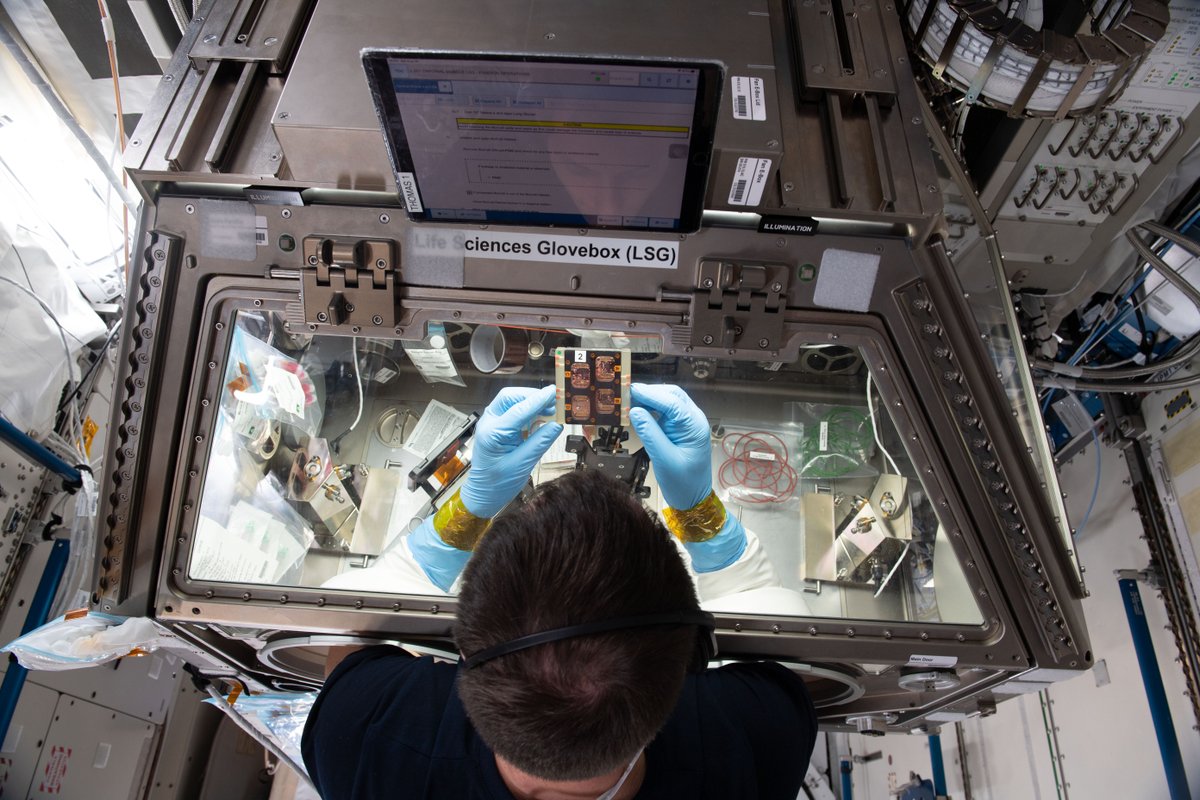 Astronauts conducting experiments on muscle chips CREDIT NASA
