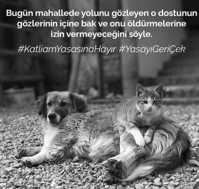 Masumlardan yana değil misiniz ? Gazze halkının yaşadığı zulümden ne farkı kalır sokaktaki canları katletmenin ?  #SokaktayımYanındayım