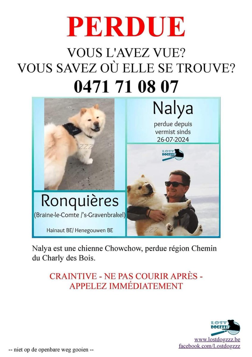 brindille85's tweet photo. A partager massivement SVP, un chowchow ne peut pas passer inaperçue  !!
Disparition sur Ronquières, chemin Charly du Bois (Braine-le-Comte) !
"Nalya est un chowchow beige de sexe féminin qui a fuit de sa toiletteuse cette après-midi 26/07/2024. Elle est peureuse donc ne doit pas être poursuivie en courant.
Elle est stérilisée et pucée mais n'a pas son collier.
Nous sommes prêts à tout mettre en œuvre pour retrouver notre amour.
Elle a été vue au niveau du chemin Charly du bois pour la dernière fois.
Si vous l'avez vue ou l'avez récupérée, veuillez
contacter au 0494371822 ou au +32471710807 "
Contact : Petronille Vranckx