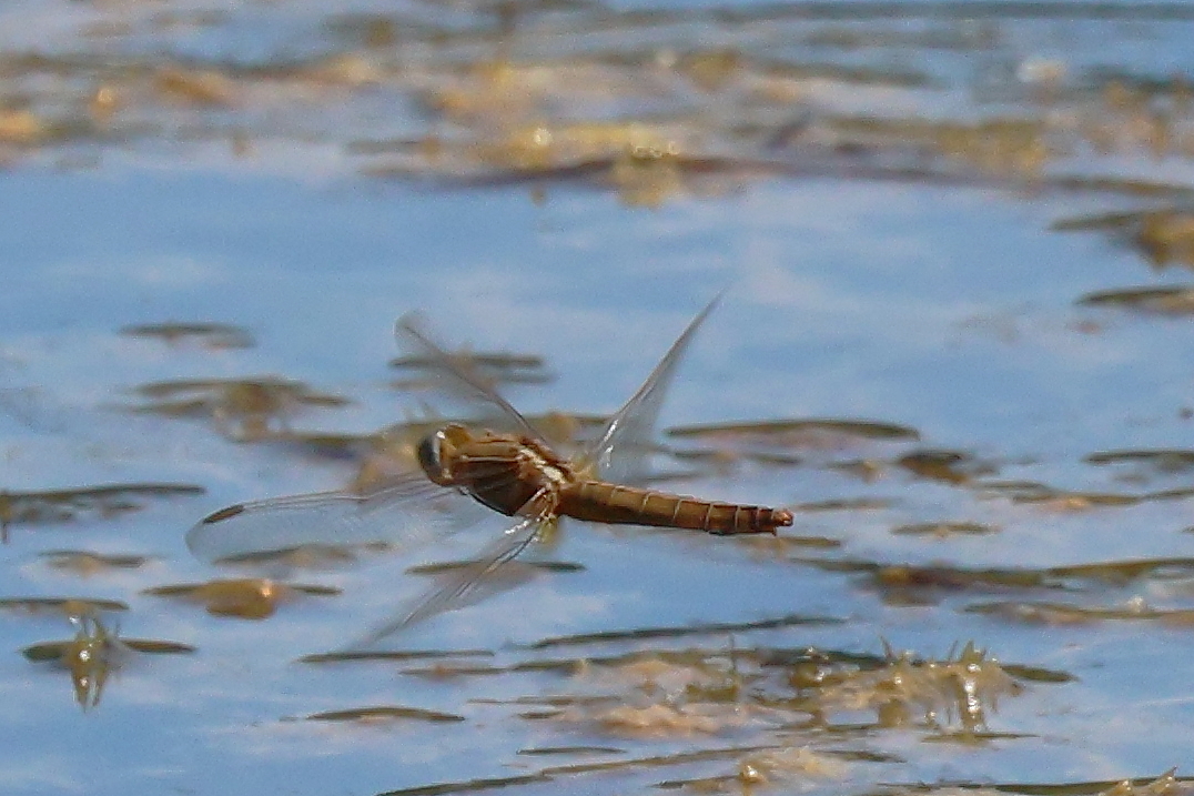 Peter Moore tweet media