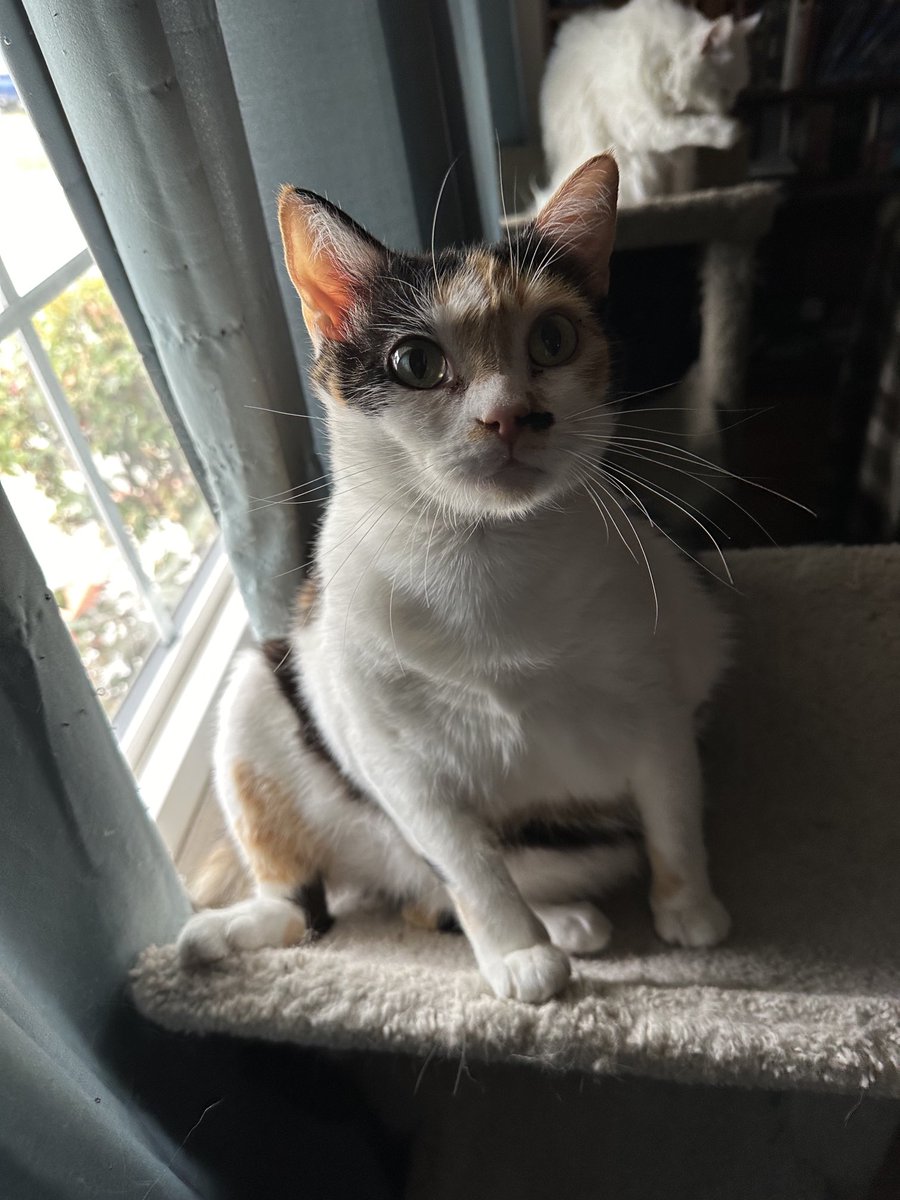 FriggnImmy's tweet photo. Not sure why she’s sitting like this but there she is. (O.o) https://t.co/Y538sXZaFH