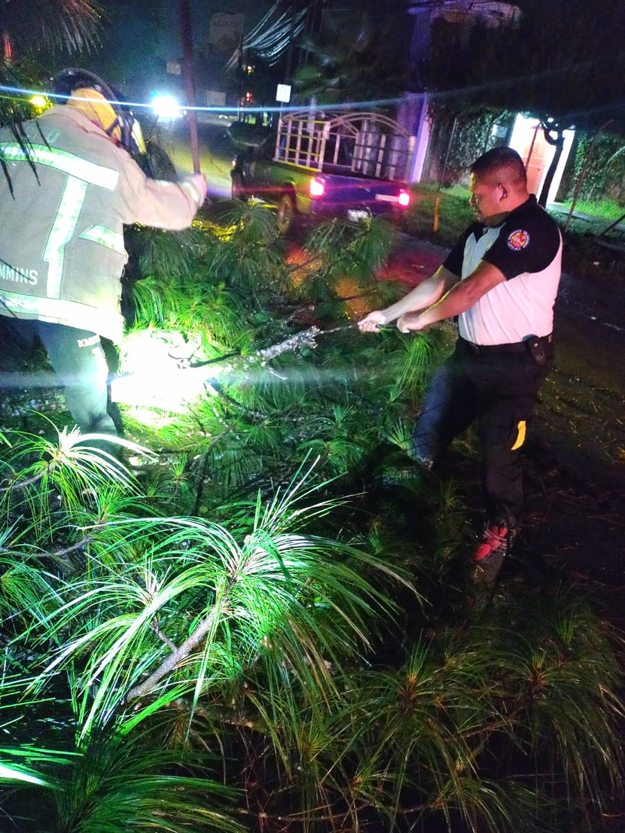 En la ruta de Carchá a Cobán,  cayó un árbol sobre la carretera; Bomberos Voluntarios de la 46 compañía,  utilizaron moto sierra y machetes para retirar el árbol.-