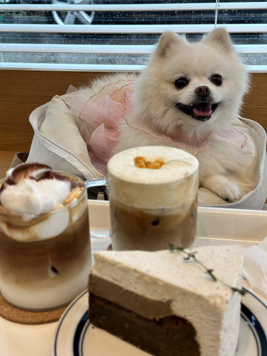 곤듀님👑 
심장은 다행히 유지중이고 신장도 아직까진 괜찮은 효견강쥐🫶🏻