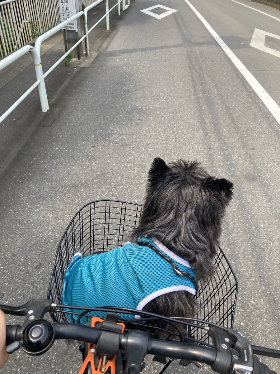 チャンプは真夏のお昼も散歩に行こうとします🥵

🐾「灼熱のアスファルトを避けるために自転車の籠に乗せられてしまった🚲」

一気に草地の公園に行きましょう😉

#ケアンテリア #ケアーンテリア
#ケアーン・テリア #CairnTerrier