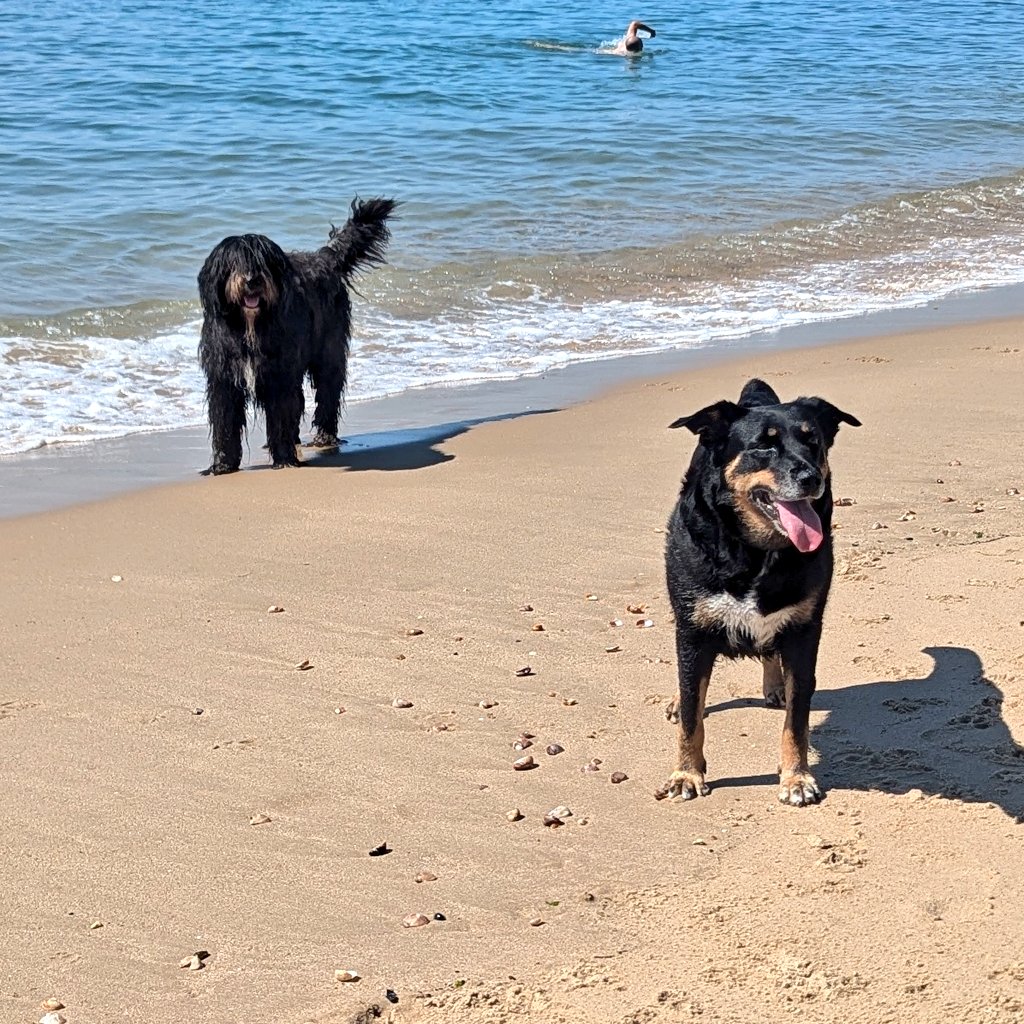 Molly Bear & Flossie tweet media