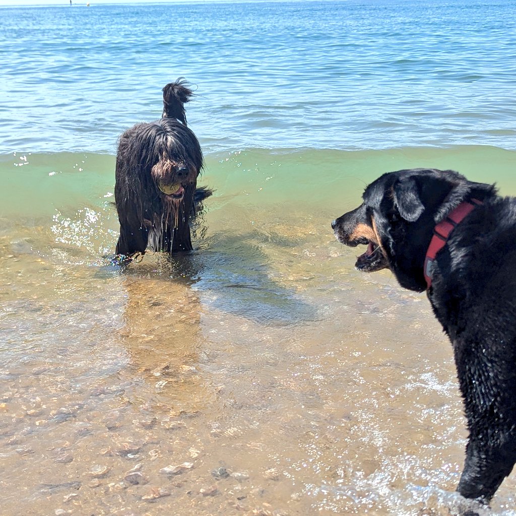 Molly Bear & Flossie tweet media
