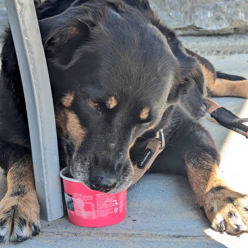 Lovely trip to the beach - lots of running about in the sand, chasing balls in the sea, and all topped off with the most amazing doggy ice cream (from <a href="/BillyandMargot/">Billy + Margot UK</a> Yummy!)