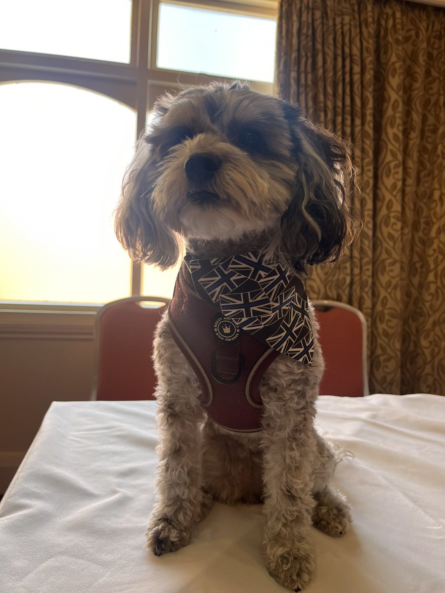 Truffles_999's tweet photo. Yesterday Truffles was lucky enough to be invited back to @UK_COPS annual survivors weekend. She had a wonderful time meeting friends old and new (and even won some toys on the tombola!) thank you for having us, it was an honour 💙 @PCEddieWalker https://t.co/cSrxgdSEaK
