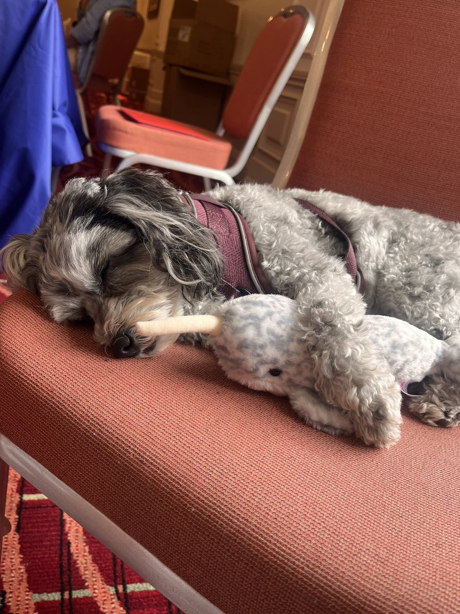 Truffles_999's tweet photo. Yesterday Truffles was lucky enough to be invited back to @UK_COPS annual survivors weekend. She had a wonderful time meeting friends old and new (and even won some toys on the tombola!) thank you for having us, it was an honour 💙 @PCEddieWalker https://t.co/cSrxgdSEaK
