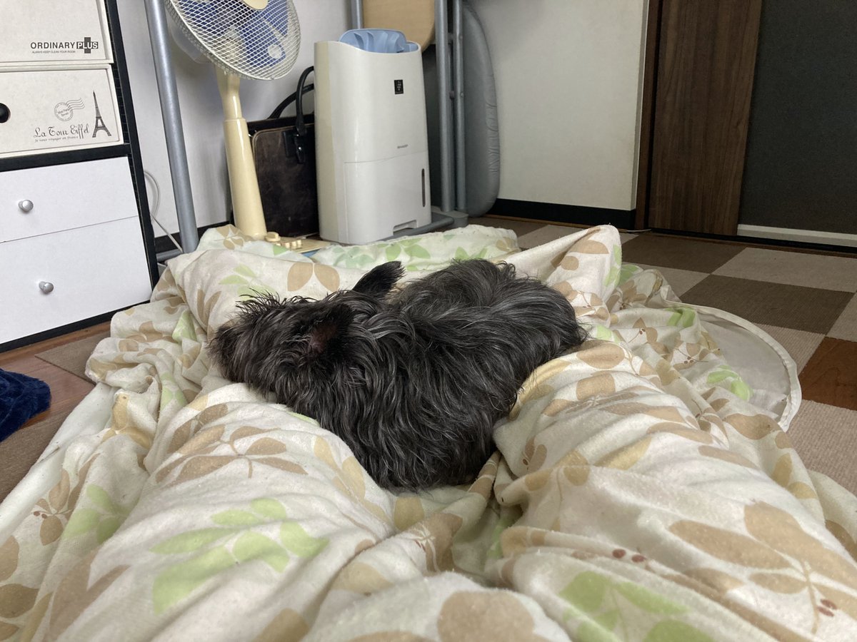 チャンプは飼い主と昼寝をします。

🐾「夏のパパは良く眠る…」

私は沢山昼寝してあなたとの夜散歩とその次の早朝散歩に備えます👍

#ケアンテリア #ケアーンテリア
#ケアーン・テリア #CairnTerrier