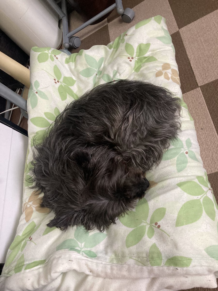 チャンプは折りたたんでマットで寝ています。

🐾「パパの残り香があるところで寝るのが好き…」

そうですね！あなたは私がさっきまで寝ていたところを奪うのが好きです😊

#ケアンテリア #ケアーンテリア
#ケアーン・テリア #CairnTerrier