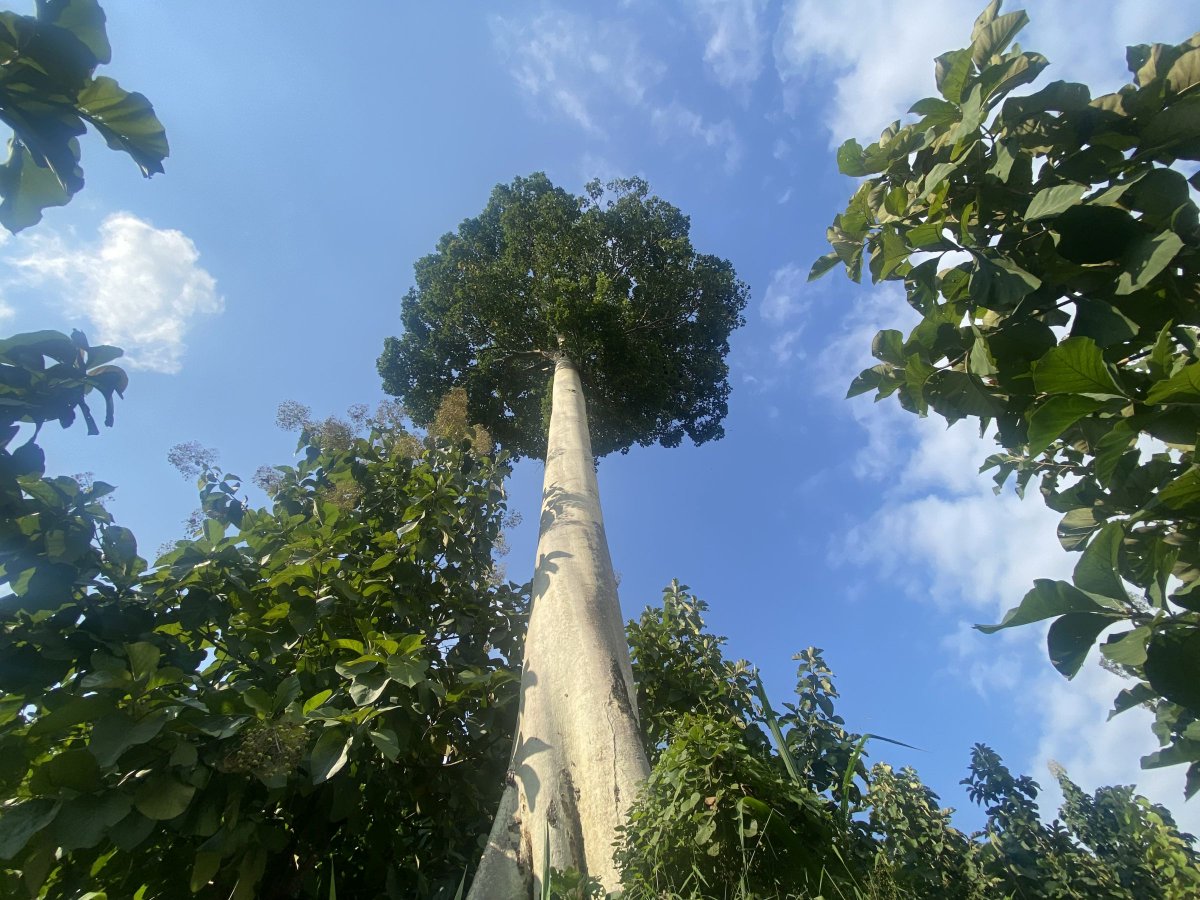 _GCS_'s tweet photo. For the first time in 20 years, two #Millettia sacleuxii #trees have been #rediscovered in eastern #Tanzania's #Nguru Mountains!
#lostandfound #speciesrediscovery #Africa #EastAfrica #conservationoptimism #LetNatureThrive
https://t.co/12piiZ0Ubu https://t.co/0oeVvHlQv0