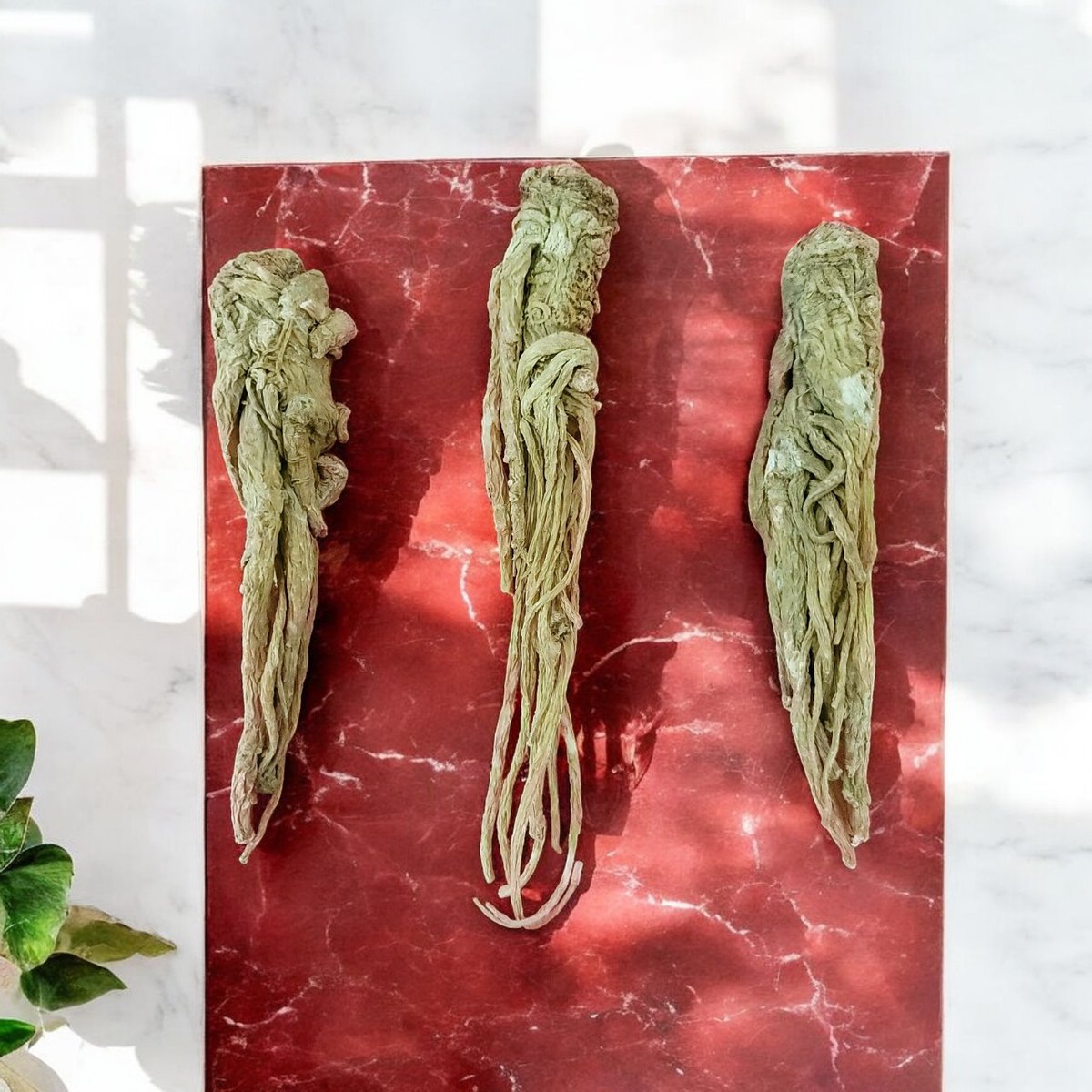 rouhalahjar's tweet image. Ancient Master Root: Your Spiritual Guardian 🌿🛡️
One of the most revered is the Master Root, a powerful tool used by shamans and natural practitioners for protection and spiritual work.

Claim your piece now: sufimagic.com/products/guard…

#SufiMagic #spirtualhealing #guardianspirit